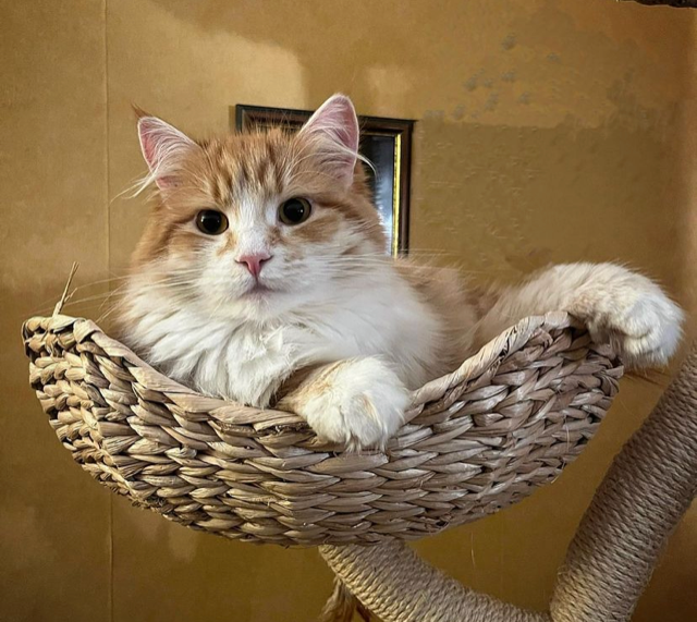 Sibirisk katt Flynn